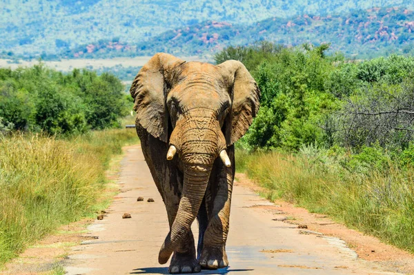 Enorme Mostaza Elefante Africano Loxodonta Africana Bloqueo Carreteras Una Reserva — Foto de Stock