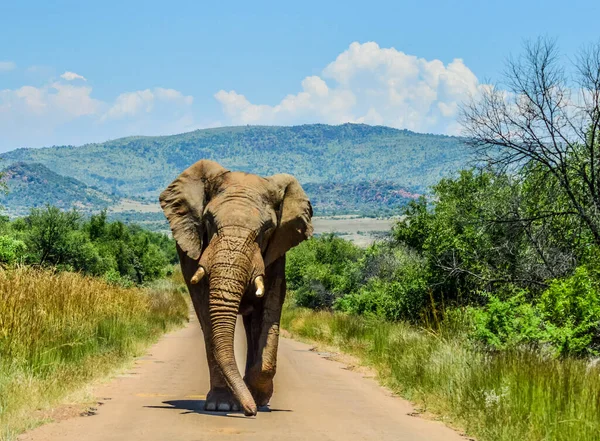 Enorme Mostaza Elefante Africano Loxodonta Africana Bloqueo Carreteras Una Reserva — Foto de Stock