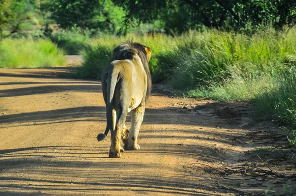 Pilanesberg Ulusal Parkı 'nda kameradan uzaklaşan kahverengi bir aslan kralı. Güney Afrika.
