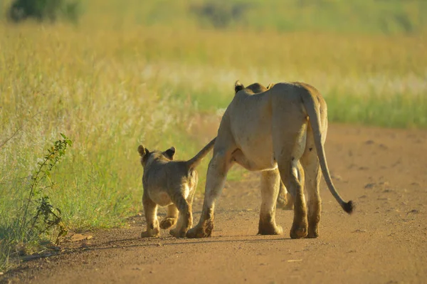 Oroszlán Anya Aranyos Kölykök Séta Büszkeség Kruger Nemzeti Park Dél — Stock Fotó