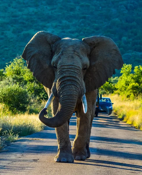 Solitario Elefante Africano Agresivo Loxodonta Africana Bloqueando Camino Una Reserva —  Fotos de Stock