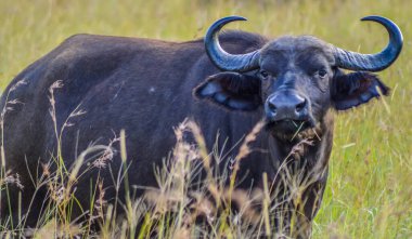 Büyük Afrika bufalosu ya da Syncerus caffer Güney Afrika 'da bir doğa koruma alanında.
