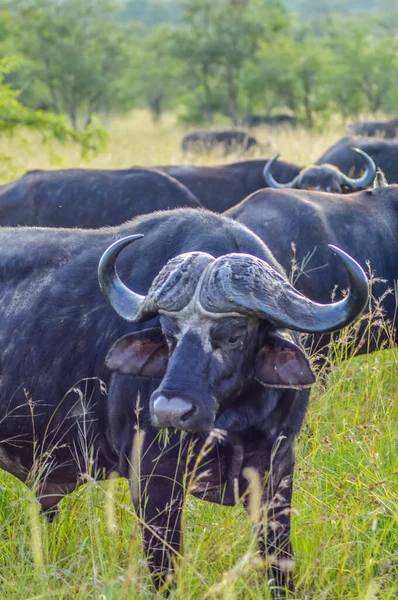 Gran Cape Buffalo Africano Caffer Syncerus Caffer Una Reserva Natural — Foto de Stock