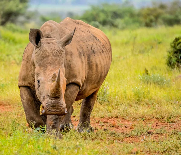 Afrika beyaz gergedanı, gergedan ya da Ceratotherium simum portresi Güney Afrika 'nın doğal koruma alanında kare dudaklı gergedan olarak da bilinir.