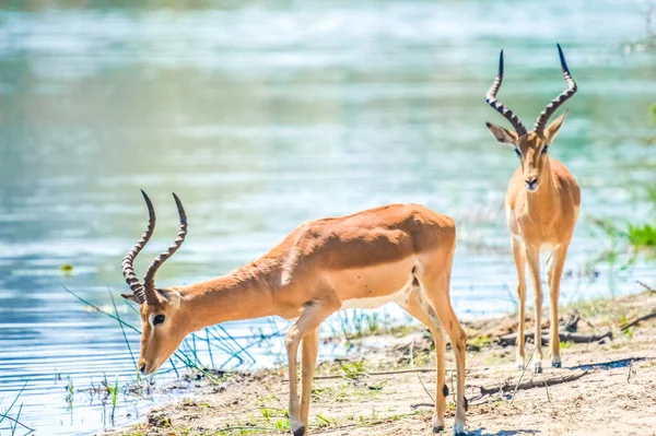 Due Antilopi Toro Imapala Ram Che Bevono Acqua Pozzo Acqua — Foto Stock