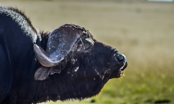 Large African Cape Buffalo Syncerus Caffer Caffer Nature Reserve South — Stock Photo, Image