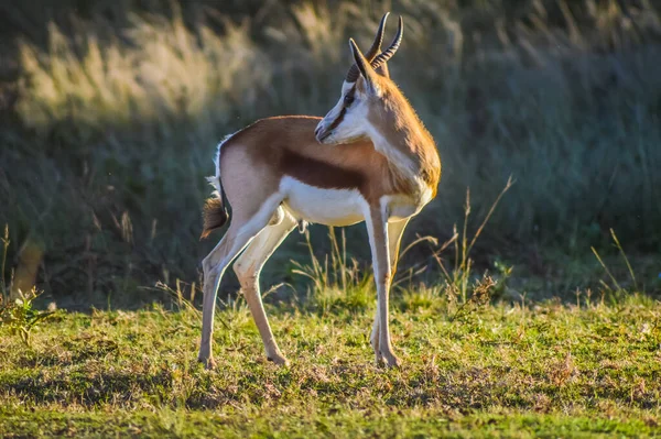 Bellissimo Springbok Animale Nazionale Del Sud Africa Una Riserva Naturale — Foto Stock