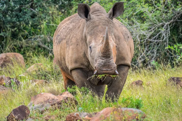 Retrato Rinoceronte Blanco Africano Rhino Ceratotherium Simum También Conocido Como — Foto de Stock