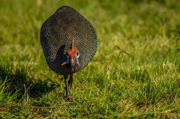 Behelmte Perlhühner Oder Numididae Beim Füttern Einem Naturschutzgebiet Südafrika — Stockfoto