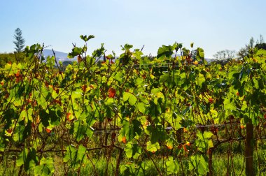Güney Afrika 'nın Stellenbosch Cape kasabasında üzüm bağı ve şarap tarlası.