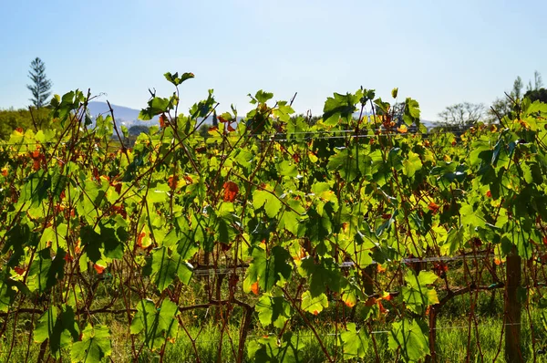 Güney Afrika 'nın Stellenbosch Cape kasabasında üzüm bağı ve şarap tarlası.