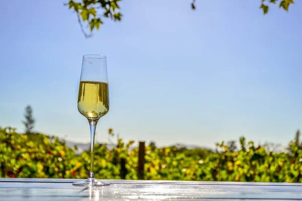 Stellenbosch üzüm bağı kasabası Güney Afrika 'da Pinotage şarabı tatma