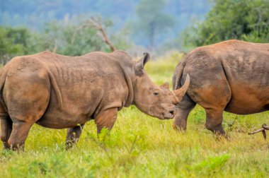 Afrika beyaz gergedanı, gergedan ya da Ceratotherium simum portresi Güney Afrika 'nın doğal koruma alanında kare dudaklı gergedan olarak da bilinir.