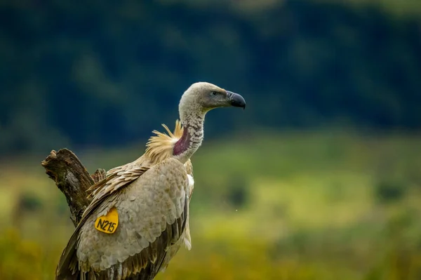 Retrato Abutre Capa Marcado Griffon Capa Também Conhecido Como Kolbe — Fotografia de Stock