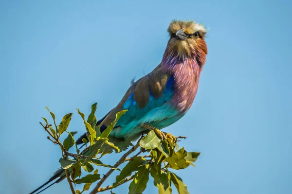 非洲丁香乳胶滚筒是肯尼亚的国鸟 被隔离 栖息在树上 — 图库照片