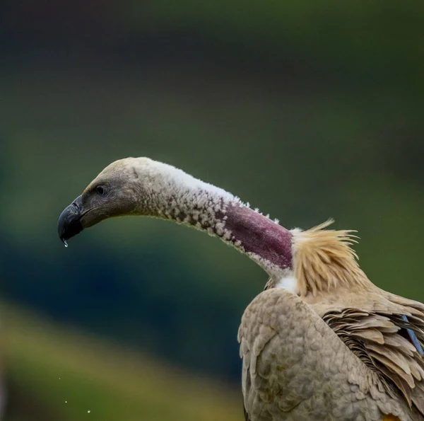 Cape Vulture Cape Griffon Vulture Head Portrait Drakensberg South Africa — Stock Photo, Image