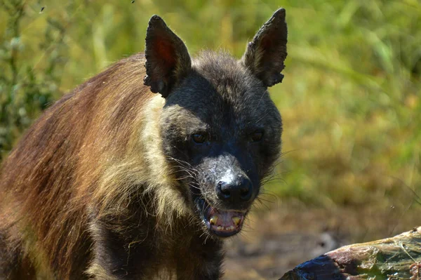 Brown Hyena Hyaena Brunnea Alimentándose Cadáver Rinoceronte Parque Nacional Pilanesberg — Foto de Stock