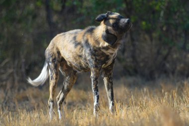 The African wild dog (Lycaon pictus), also called painted dog and Cape hunting dog in an african national park