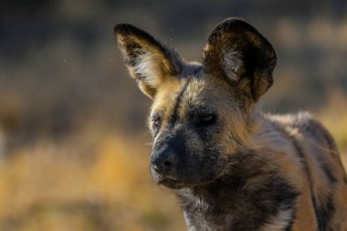 The African wild dog (Lycaon pictus), also called painted dog and Cape hunting dog in an african national park