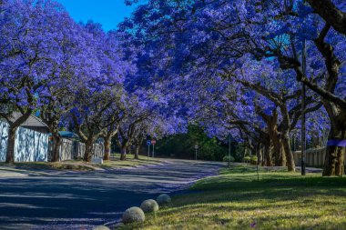 Pretoria 'da çiçek açmış canlı mor jakaranda ağaçlarıyla dolu pitoresk bir cadde.