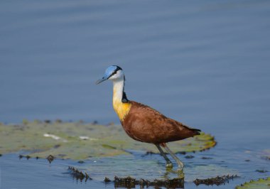 African Jacana - Actophilornis africanus is a wader bird taken in a South African nature reserve