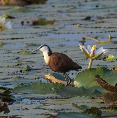 African Jacana - Actophilornis africanus is a wader bird taken in a South African nature reserve