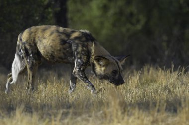Afrika vahşi köpeği (Lycaon pictus), Kruger Ulusal Parkı 'nda boyalı köpek olarak da bilinir.