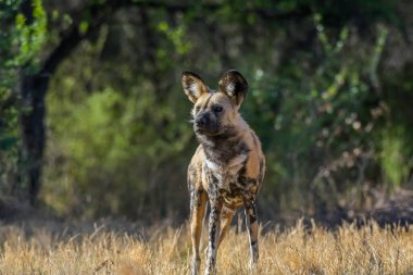 The African wild dog (Lycaon pictus), also called painted dog and Cape hunting dog in an african national park
