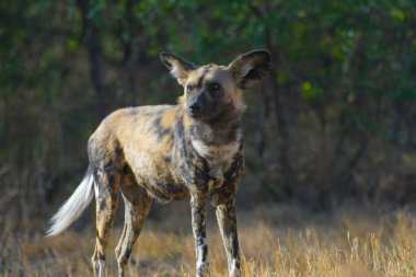 The African wild dog (Lycaon pictus), also called painted dog and Cape hunting dog in an african national park