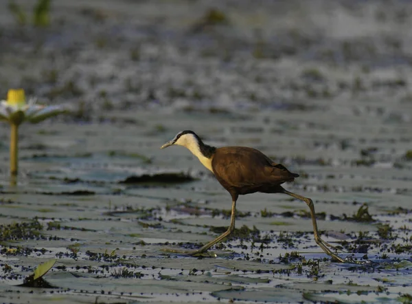 African Jacana - Actophilornis africanus is a wader bird taken in a South African nature reserve