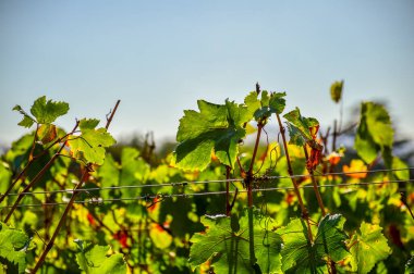 Güney Afrika 'nın Stellenbosch Cape kasabasında üzüm bağı ve şarap tarlası.