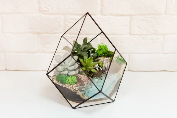 Florarium Komposition Aus Sukkulenten Stein Sand Und Glas Element Des — Stockfoto