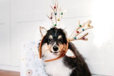 Yeni yıl için süslenmiş köpek yavrusu Sheltie. Geyik boynuzu oyuncak çantası, Noel.