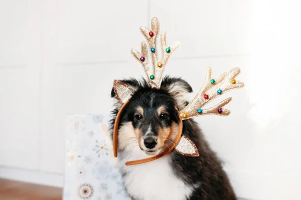 犬の品種のシェルティー子犬は新年の鹿の角のおもちゃのギフトバッグ クリスマスのために飾られた — ストック写真