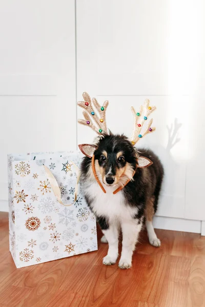 Hondenras Sheltie Puppy Versierd Voor Nieuwjaar Herten Hoorns Speelgoed Geschenk — Stockfoto