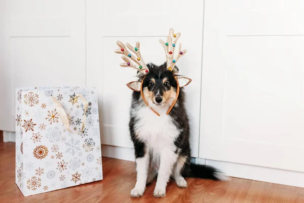 Hondenras Sheltie Puppy Versierd Voor Nieuwjaar Herten Hoorns Speelgoed Geschenk — Stockfoto