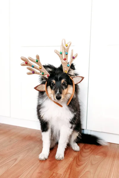 犬の品種のシェルティー子犬は 新年の鹿の角のおもちゃ クリスマス 休日を待っている 子供たちのために飾られました — ストック写真