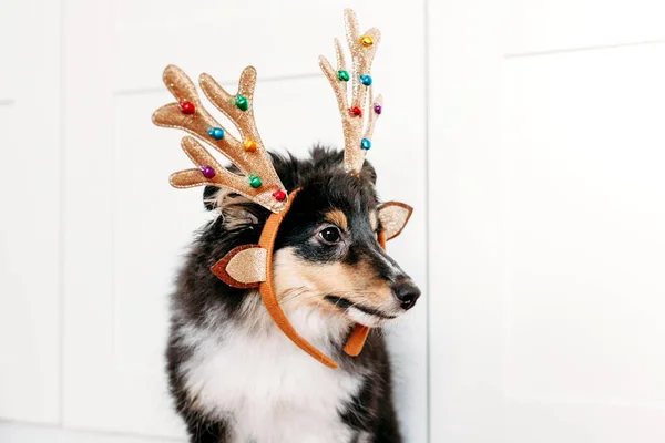 犬の品種のシェルティー子犬は 新年の鹿の角のおもちゃ クリスマス 休日を待っている 子供たちのために飾られました — ストック写真