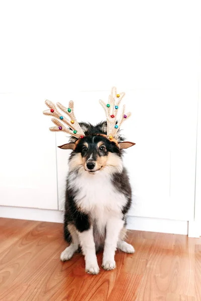 Honden Ras Shelty Puppy Versierd Voor Het Nieuwe Jaar Herten — Stockfoto