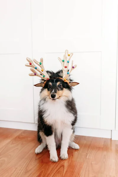 Dog Breed Shelty Puppy Decorated New Year Deer Horns Toy — Stock Photo, Image