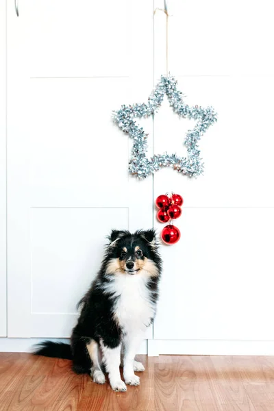 星とボール新年とクリスマスのために発根赤い家の装飾 光沢のある子犬の犬座って — ストック写真