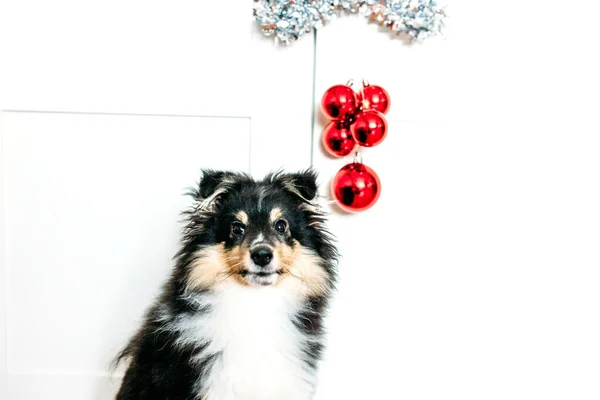 Stern Und Kugeln Rote Wohnkultur Verwurzelung Für Neujahr Und Weihnachten — Stockfoto