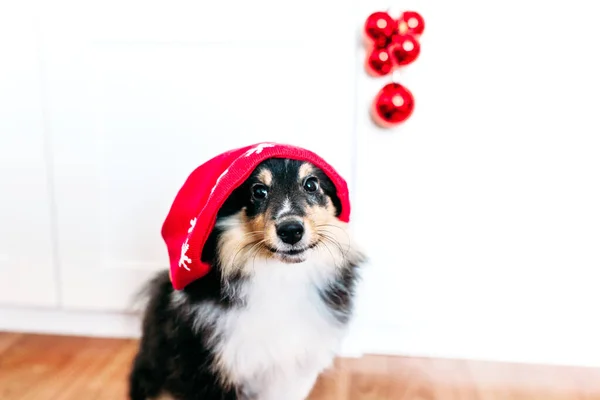 Hund Hut Für Neujahr Und Weihnachten Hausdekoration Für Die Feiertage — Stockfoto