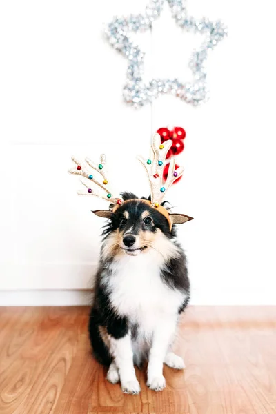 Hund Mit Hirschhörnern Für Neujahr Und Weihnachten Hausdekoration Für Die — Stockfoto