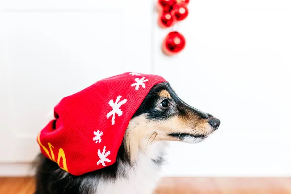 Hund Hut Für Neujahr Und Weihnachten Hausdekoration Für Die Feiertage — Stockfoto