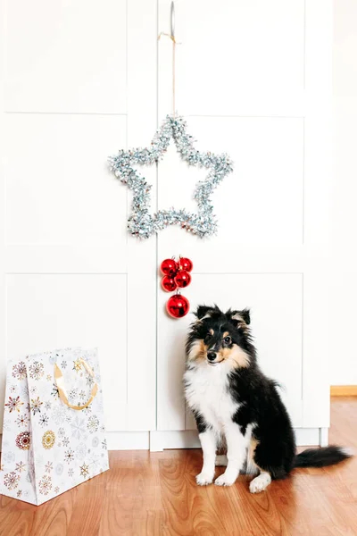 Der Hund Sitzt Zimmer Ein Stern Für Neujahr Und Weihnachten — Stockfoto