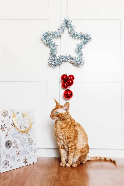 Katze Zimmer Stern Für Neujahr Und Weihnachten Dekoration Für Den — Stockfoto