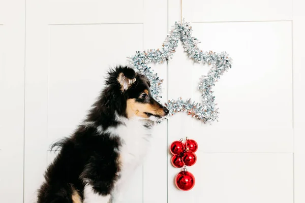 Stern Und Kugeln Rote Wohnkultur Verwurzelung Für Neujahr Und Weihnachten — Stockfoto