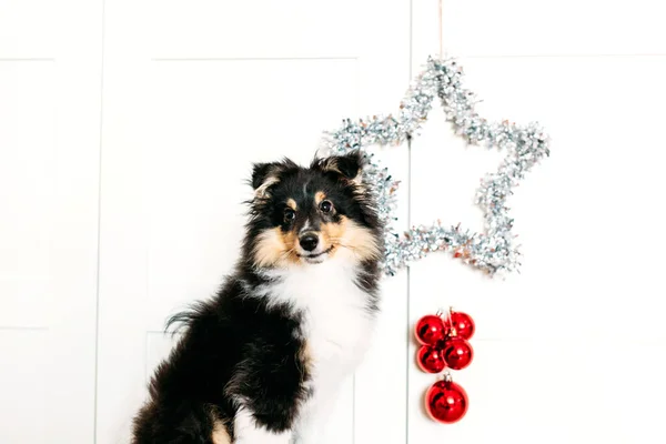 星とボール新年とクリスマスのために発根赤い家の装飾 光沢のある子犬の犬座って — ストック写真