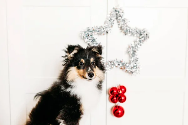 星とボール新年とクリスマスのために発根赤い家の装飾 光沢のある子犬の犬座って — ストック写真